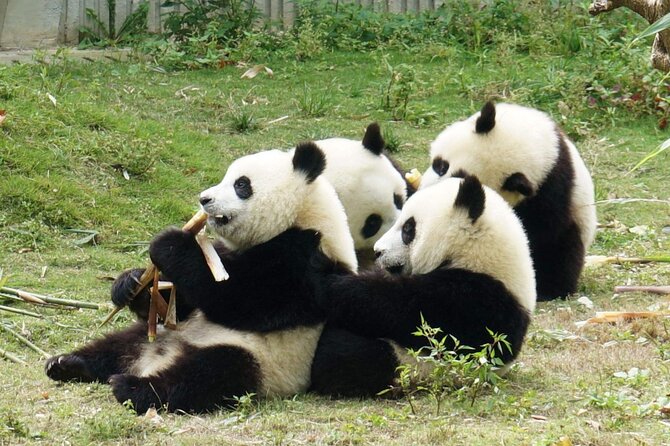 Dujiangyan/Wolong Panda Sanctuary day tour option panda keeper - Dujiangyan Panda Base: conservation work and semi-wild viewing