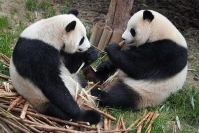 Dujiangyan/Wolong Panda Sanctuary day tour option panda keeper - The panda keeper option (900 CNY): what you’re actually doing