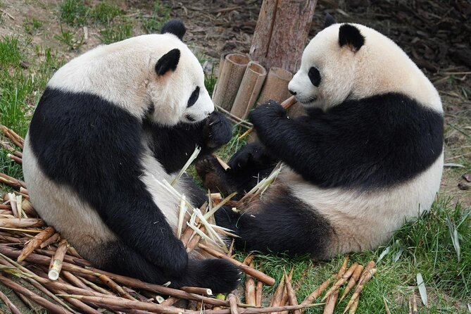 Dujiangyan/Wolong Panda Sanctuary day tour option panda keeper - The panda keeper option (900 CNY): what you’re actually doing