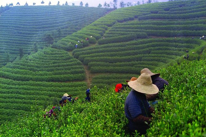Experience Chengdu: Private Tea-Making Day Tour of Mengdingshan Tea Plantation - First, What You’re Really Buying on a Mengdingshan Tea Day