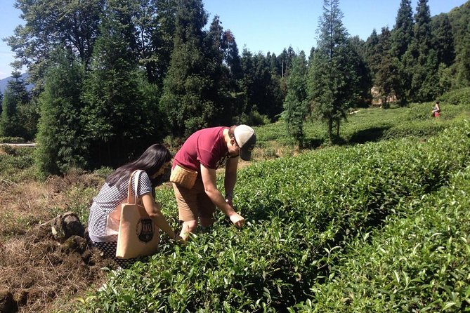 Experience Chengdu: Private Tea-Making Day Tour of Mengdingshan Tea Plantation - The Take-Home Tea: A Souvenir That Actually Performs
