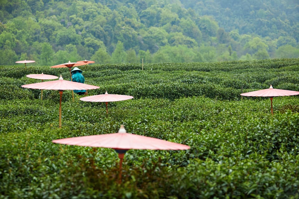 From Shanghai: Hangzhou Private Day Trip by Bullet Train - Fish Viewing at Flower Pond (HuaGang Park)