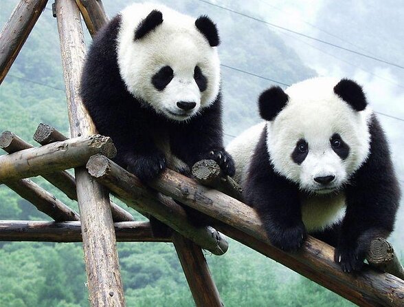 Giant Panda and Buddha 1 day tour - Key highlights worth planning for