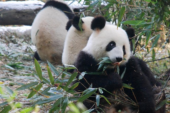 Giant Panda and Buddha 1 day tour - The morning start: hotel pickup, timing, and what to expect