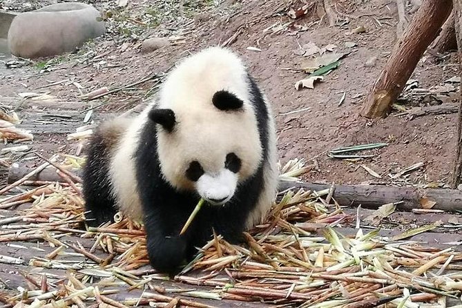 Giant Panda and Buddha 1 day tour - The drive to Leshan: trade time for a big payoff