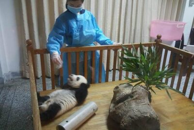 Giant Panda and Buddha 1 day tour - Panda Base: how to make the most of your 2.5 hours