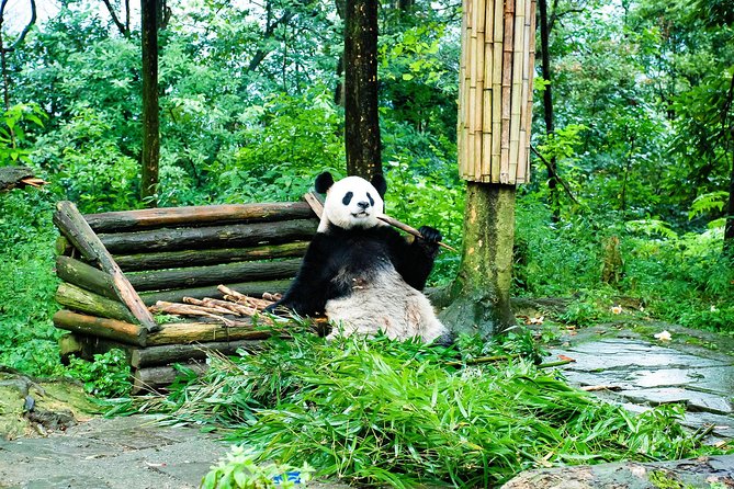 Giant Panda and Leshan Buddha Day Trip from Chengdu - Morning pickup and the drive out of Chengdu