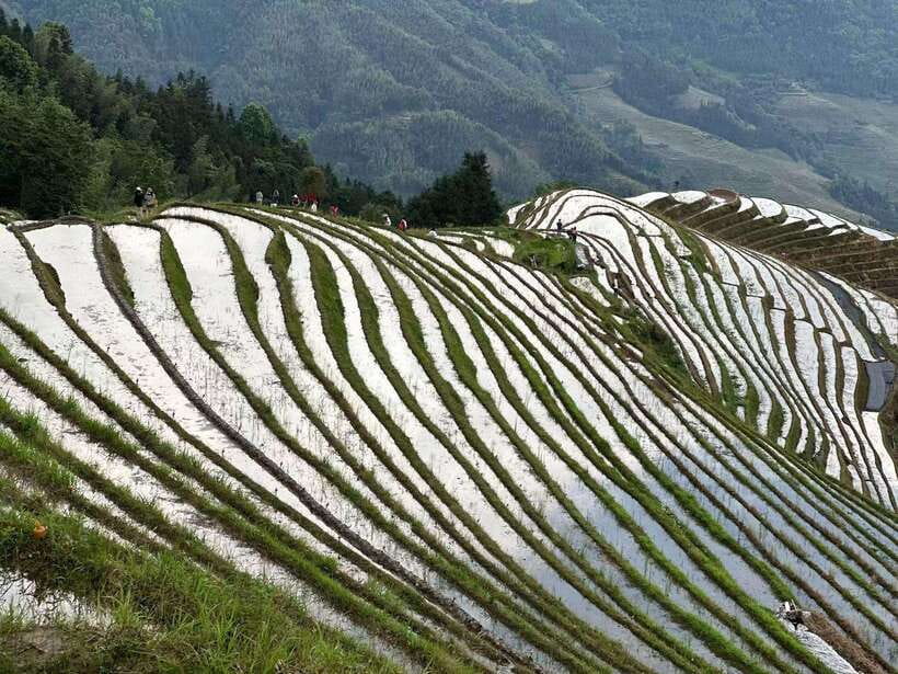 Guilin: Day tour of Longji Rice Terraces and Yangshuo - Comfort and Walking: How to Enjoy the Terrace Footpaths