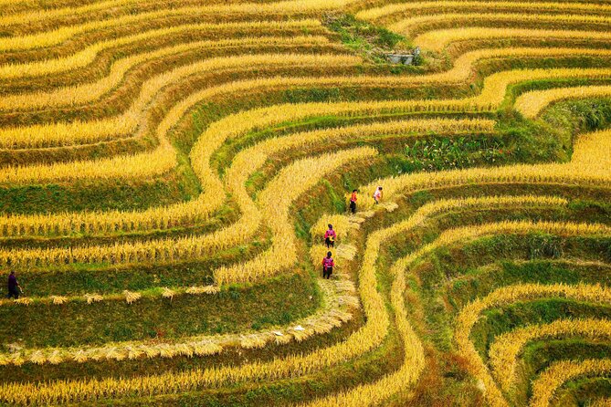 Guilin: Longji Rice Terraces and Villages Private Day Tour - Longji Rice Terraces: Why the Dragon’s Backbone Is Worth the Day