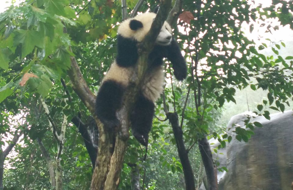 Half Day Amazing Chengdu Panda Base Trip - Key things that make this Panda Base visit work