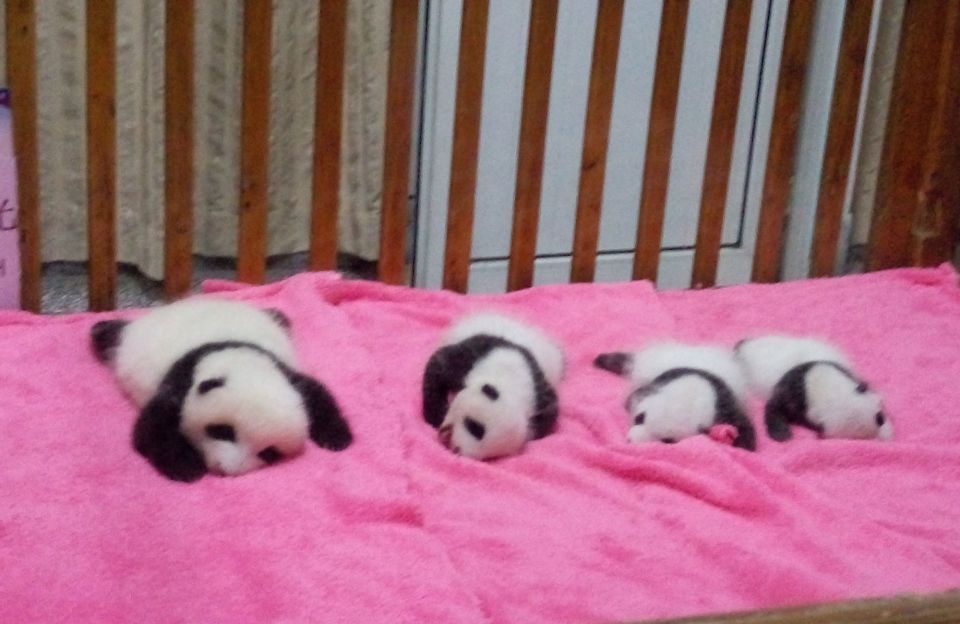Half Day Amazing Chengdu Panda Base Trip - Chengdu Panda Base in 4 hours: why the morning timing matters