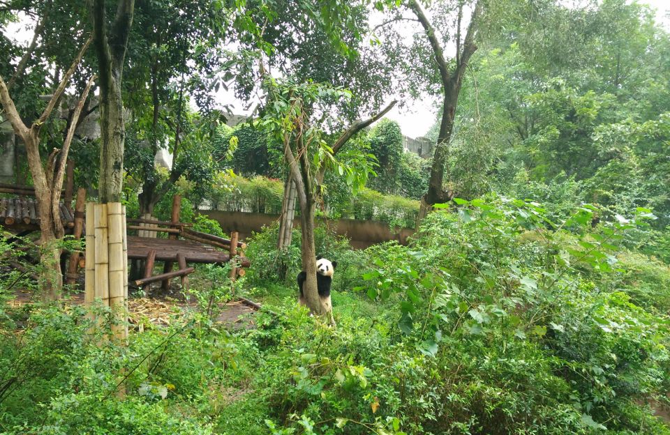 Half Day Amazing Chengdu Panda Base Trip - Inside the Panda Base: bamboo stands, easy viewing, and other animal encounters