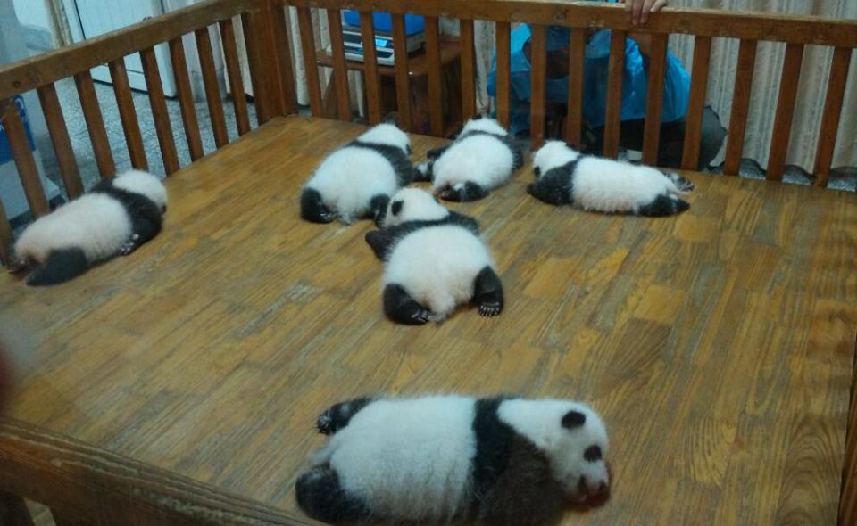 Half Day Amazing Chengdu Panda Base Trip - Price and value: is $205 per person worth it?