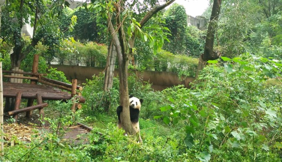 Half Day Amazing Chengdu Panda Base Trip - The half-day itinerary: what you’ll likely do, step by step