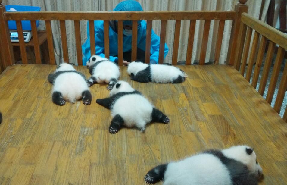 Half Day Amazing Chengdu Panda Base Trip - Meals and small practical planning for a smooth day