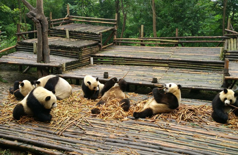 Half Day Amazing Chengdu Panda Base Trip - Should you book it? My decision guide