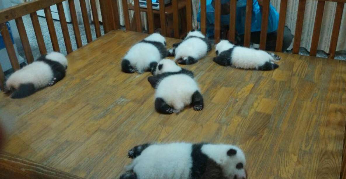 Half Day Amazing Chengdu Panda Base Trip - Your private van and English guide: how the experience really feels