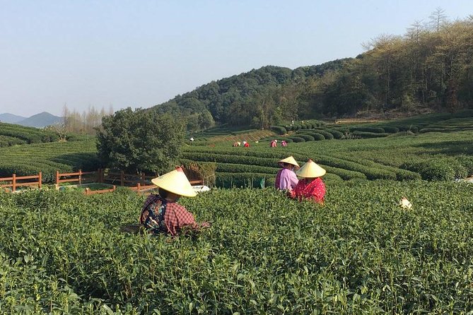 Half-Day Hangzhou Yunxi Bamboo Forest and Tea Plantation Experience - Yunxi Zhujing Bamboo Forest: The Calm Start