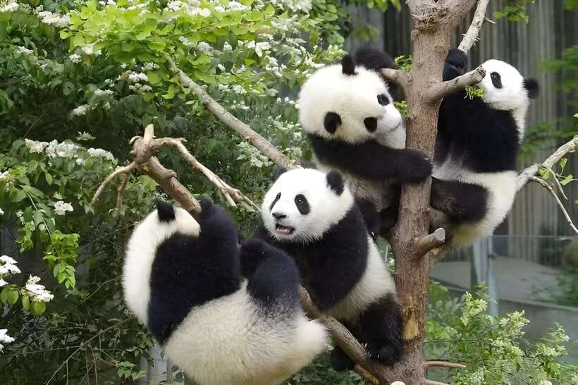 Half day small group tour to Chengdu Panda Breeding Center - Key highlights at a glance