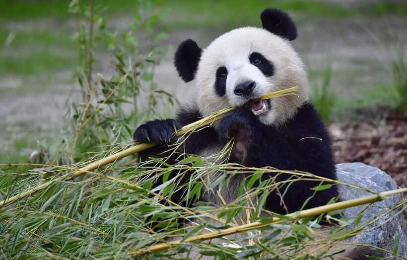 Half day small group tour to Chengdu Panda Breeding Center - Guide vs driver: what you should expect for English and explanations