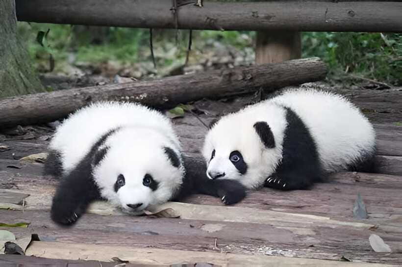 Half day small group tour to Chengdu Panda Breeding Center - What to bring (and the one document you must have)
