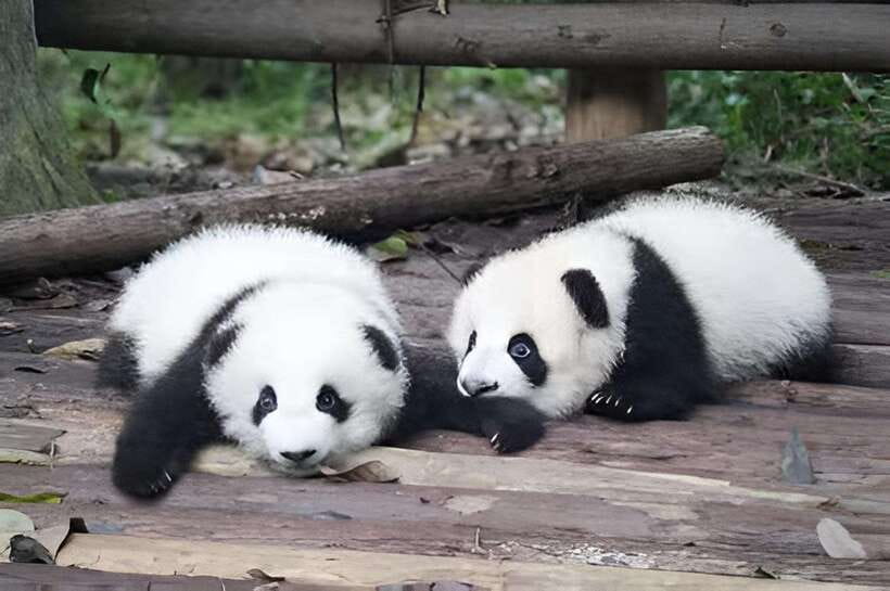 Half day small group tour to Chengdu Panda Breeding Center - Van ride to the breeding center: why the timing works