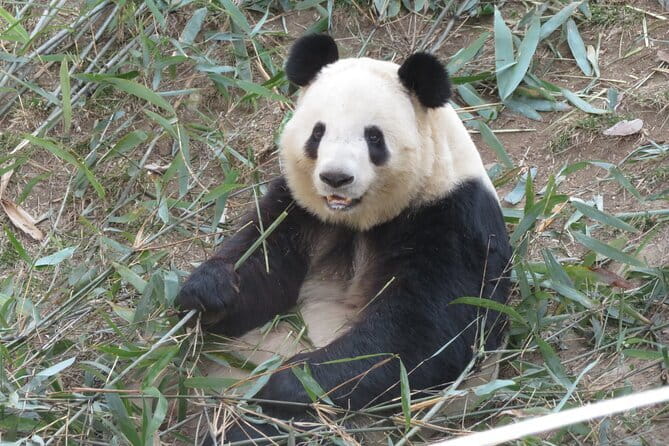 Half Day Tour to Xi'an Wild Panda Breeding and Protecting Center - Why Xi’an Pandas Feel Different Than the Chengdu Routine
