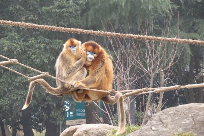 Half Day Tour to Xi'an Wild Panda Breeding and Protecting Center - Lunch and Comfort: Why the Included Meal Matters