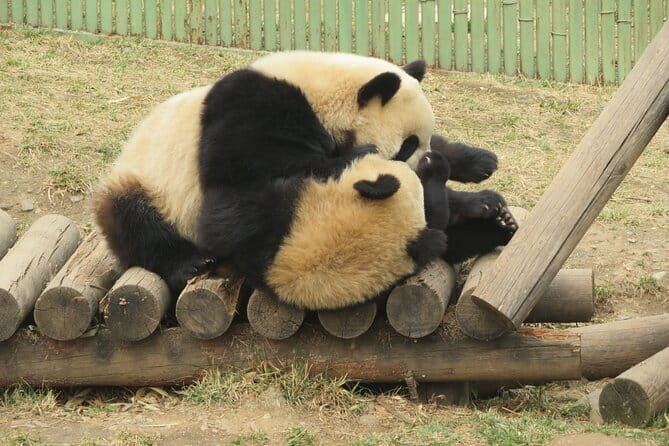 Half Day Tour to Xi'an Wild Panda Breeding and Protecting Center - Qinling Wildlife Center: Panda Viewing, Golden Monkeys, and the Expectations Check