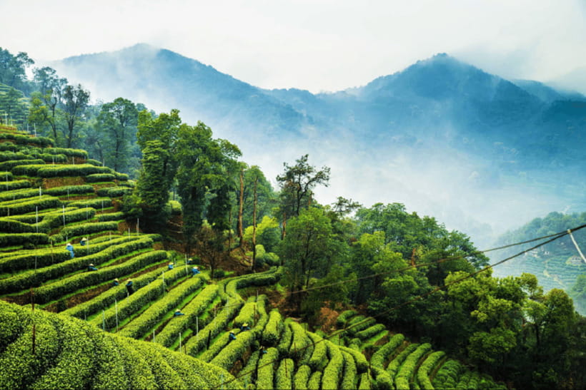 Hangzhou Private Day Trip by Bullet Train from Shanghai - Who this private Hangzhou trip suits best