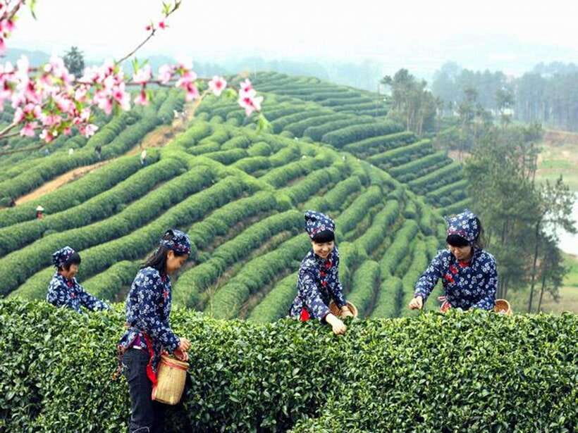Hangzhou Private One Day Trip from Shanghai by Bullet Train - A One-Day Hangzhou Reset From Shanghai’s Bullet Train