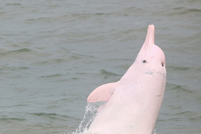 Hong Kong Dolphin Watch Tour - Tsim Sha Tsui Start: The Easy Part of Your Morning
