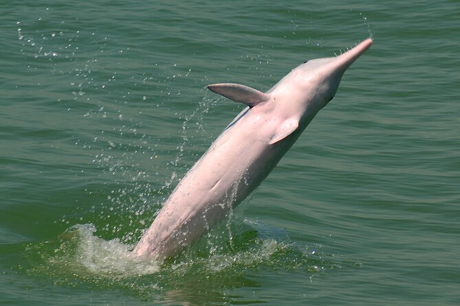 Hong Kong Dolphin Watch Tour - Price and Value: Is $102.34 Worth It?