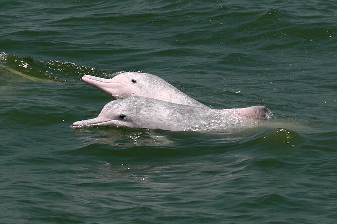 Hong Kong Dolphin Watch Tour - Ethics and Research Feel Built Into the Experience