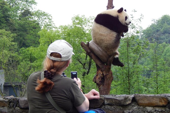 LIVE Streaming: Meet Pandas at Chengdu Research Base of Giant Panda Breeding - Kindergarten and the nursery chance for newborns