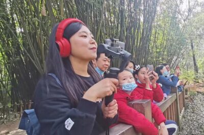 LIVE Streaming: Meet Pandas at Chengdu Research Base of Giant Panda Breeding - Sub-adult panda garden: the in-between years