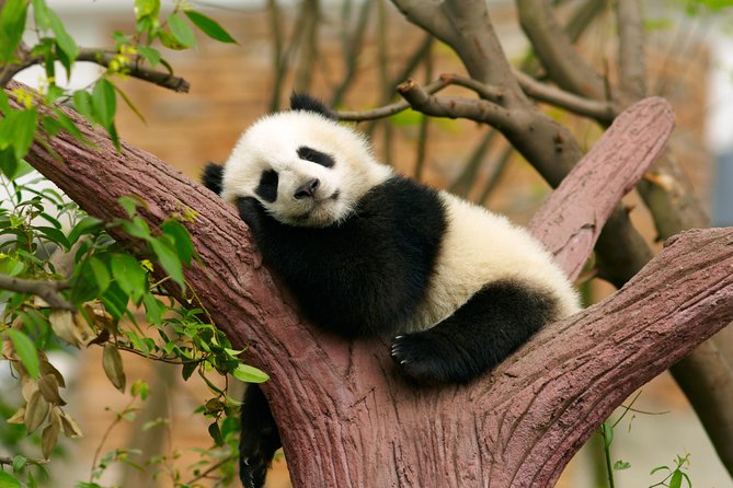 LIVE Streaming: Meet Pandas at Chengdu Research Base of Giant Panda Breeding - Red panda facility: a separate species experience
