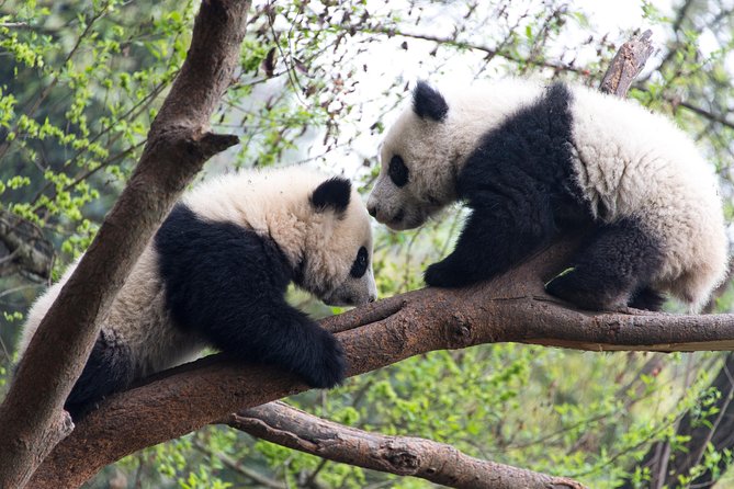Mini Group: One-Day Panda and Chengdu Lifestyle Highlights Tour - How the Guide Keeps You Moving Without Feeling Rushed