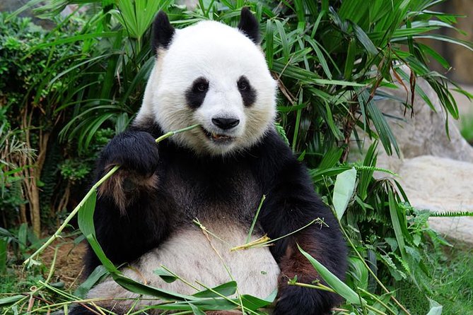 Mini Group: One-Day Panda and Chengdu Lifestyle Highlights Tour - Opera Tea House Backstage: More Than a Performance Stop