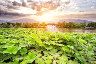 One-Day Hangzhou Dragon Well Tea Culture & West Lake Private Tour - Private pickup and a chauffeured vehicle that keeps the day sane