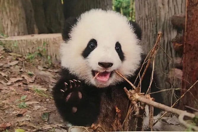 One Day Trip to Chengdu Panda Base and Leshan Buddha Tour - A fast, efficient plan that still feels relaxed