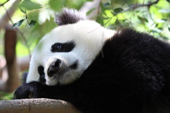 One Day Trip to Chengdu Panda Base and Leshan Buddha Tour - Driver and communication: where the experience really helps