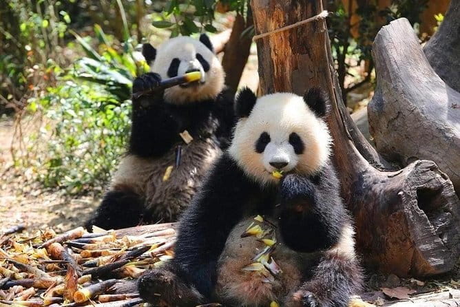 One Day Trip to Chengdu Panda Base and Leshan Buddha Tour - Timing, tours, and opening hours to plan around