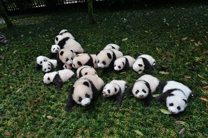 Private Chengdu Highlights Day Trip: Panda Base and City from Chongqing by Train - Why this Chongqing-to-Chengdu day trip makes sense