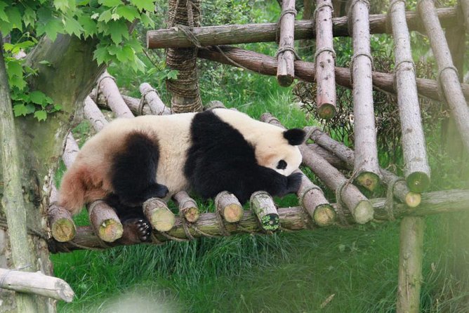 Private Day Tour: Dujiangyan Panda Base Volunteering from Chengdu - Entering Dujiangyan Panda Base and joining the keeper program