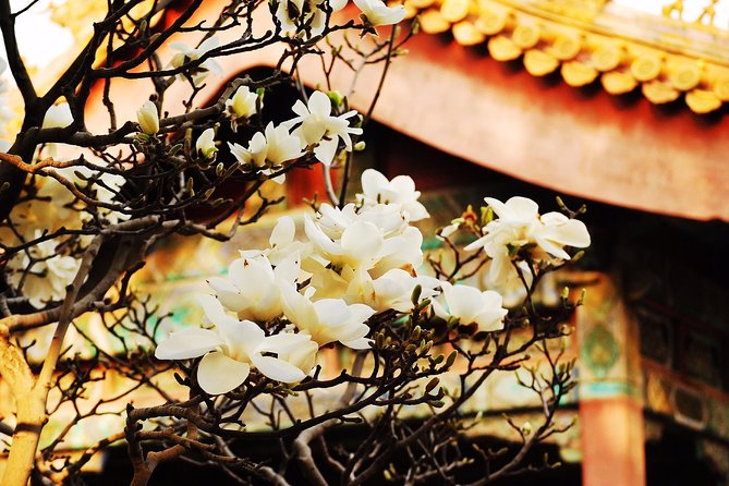Private Flexible Beijing City In-Depth Walking Tour w/ Your Fancy - Price and value: $106 for guide time, not attraction tickets
