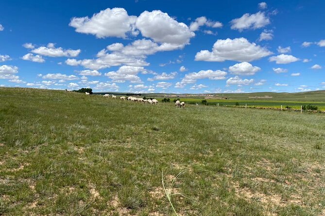 Private Full-Day Tour to Huitengxile Grassland from Hohhot - Stepping Out of Hohhot Into Real Inner Mongolia