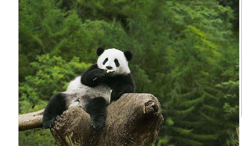 Private Half-Day Tour to Chengdu Panda Base - Morning Panda Magic at Chengdu’s Research Base