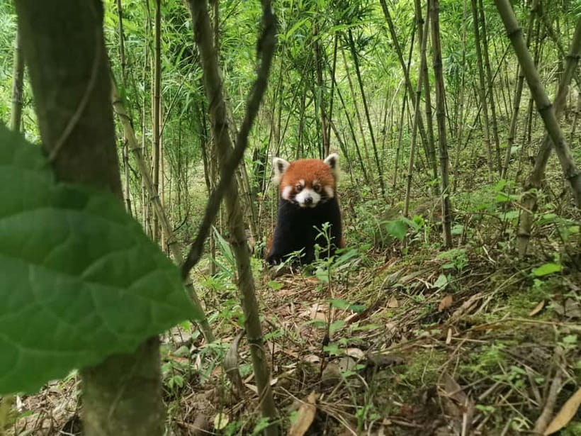 Private Half-Day Tour to Chengdu Panda Base - Golf Buggy Access and the Comfort of a Private Ride