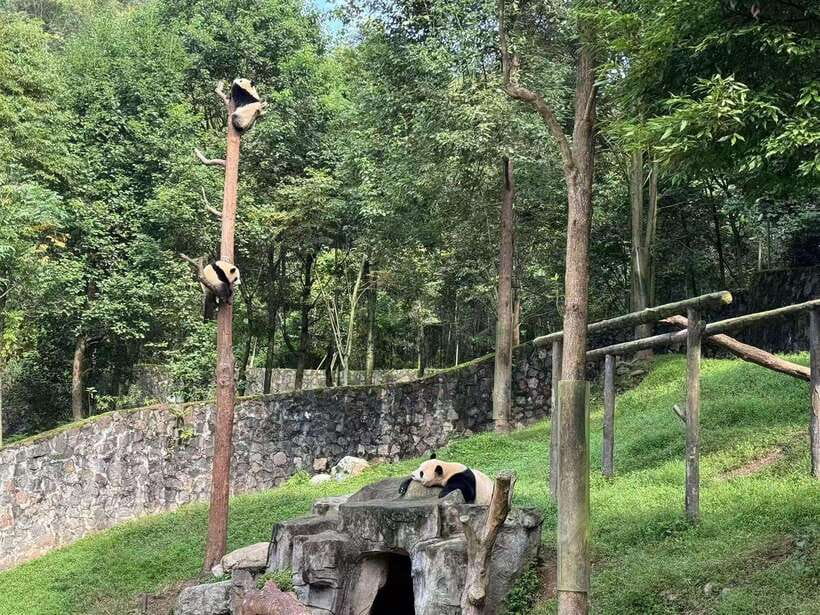 Private Half-Day Tour to Chengdu Panda Base - If Chengdu Feels Too Crowded: The Dujiangyan Panda Base Option